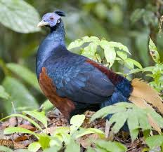 Black Bird With White Tail Feathers Lesser Bornean Crested Fireback Lophura Ignita Ignita The Nominate Race Is Dark With White Legs Black Tails Brown Centra Pet Birds Beautiful Birds Bird