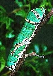 Image result for Deverra burchellii