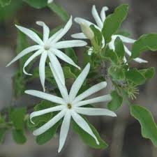 Image result for Jasminum stenolobum