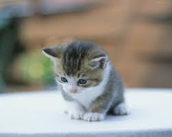 Istanbul Avcilar Kedi Sahiplendirme Ucretsiz Evcil Kedi Sahiplendirme Kedi Ilanlari