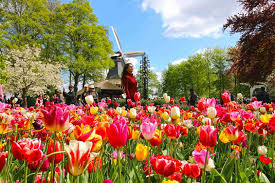 Gdzie w holandii warto odwiedzić tulipany? Ogrod Keukenhof W Holandii Hit Czy Kit Globfoterka Blog Podrozniczy