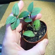 Tradescantia, rainbow inch plant, rainbow river spiderwort, rainbow wandering jew 'laekenensis rainbow'. Wandering Jew Rainbow Aka Tricolor Starter House Plant Tradescantia Albiflora Rainbow Very Rare Aquatic Plants Patio Lawn Garden Florent Dejardin Fr