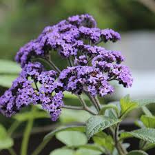 Image result for Heliotropium ciliatum