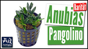 Valentine's day 2017 (day 1) pangolins are the world's only scaly mammal. Anubias Barteri Var Nana Pangolino Garnelomat