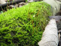 Almindelig Krybmos Amblystegium Serpens Amblystegiaceae Amblystegiaceae Hypnales Moshave