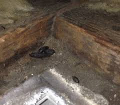 Also, wolowitz and koothrappali try to fix a squeaky floorboard in the baby's room. Rat Droppings How To Identify And Clean Rat Poop
