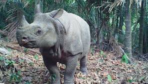 Dihalaman ini anda akan melihat gambar hewan dan tumbuhan hitam putih yang apik! 15 Hewan Dan Tumbuhan Langka Di Indonesia Awalbiru Com