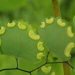 Image result for Adiantum poiretii
