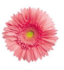 Olympia flower store proudly serves boston and the surrounding areas. Boston Florist Flowersezgo Com