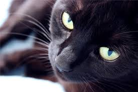 As a matter of fact, this breed appears as a unique and rare one. Black Cats Overlooked In Shelters Studies Show Peta2