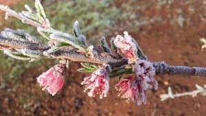 We did not find results for: Concerned Homeowners Can Do More Damage To Cold Damaged Plants
