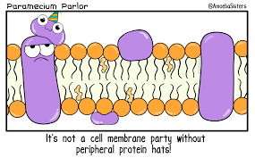 Peripheral Protein Hats Biology Humor Biology Jokes Science Humor