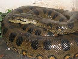 My Another Snakes Pythons Anaconda Anaconda Snake Green Anaconda Anaconda