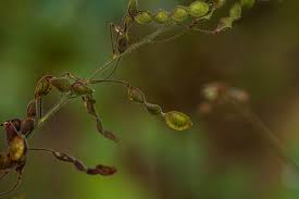 Image result for Desmodium tortuosum