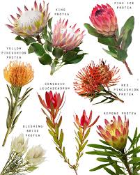 Noch heute bei alltours buchen! Drea Darling Psa Proteas Leucadendron Are From South Africa I Constantly See These Flowers Featured In Australian Native Art Designs And It Is Especially Awkward Seeing Tattoo Designs Where Australian