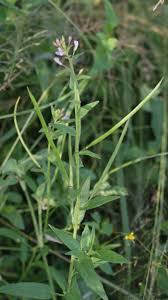 Image result for Cleome monophylla