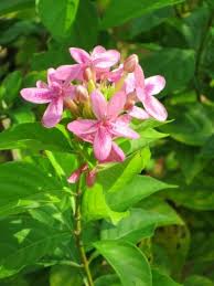 Image result for Ruspolia seticalyx