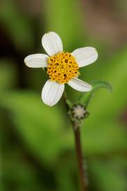 Image result for Bidens flagellata