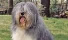 Polish Lowland Sheepdog - save a rescue