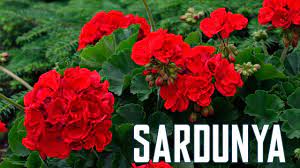 Bunun bir cezası var mıdır. Sardunya Bakiminda Puf Noktalar Youtube