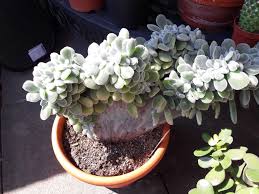Wreath, in a rosette~leaf colour, pattern. Echeveria Pulvinata Album On Imgur