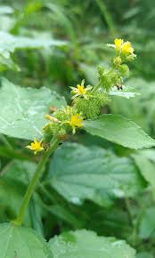 Image result for Triumfetta digitata