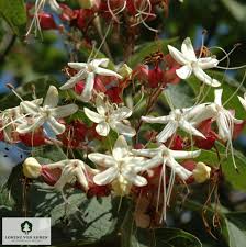 Image result for Clerodendrum fuscum