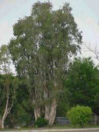 Image result for Melaleuca quinquenervia