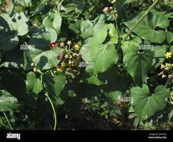 Image result for Pentarrhinum insipidum