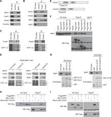 Check spelling or type a new query. Brca1 Associated Protein 1 Bap1 Deubiquitinase Antagonizes The Ubiquitin Mediated Activation Of Foxk2 Target Genes Journal Of Biological Chemistry