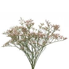 Image result for Limonium