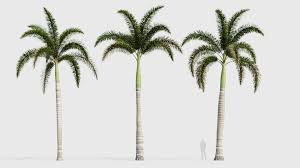 Image result for Wodyetia