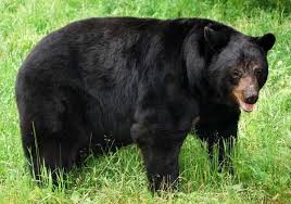 Black Bear Population By State 2019 Black Bear Spotted In Monmouth County Nj With Images Black Bear Habitat American Black Bear Black Bear