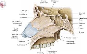 The crista galli is a superior bony projection that serves as an. Nasal Cavity And Paranasal Sinuses Plastic Surgery Key