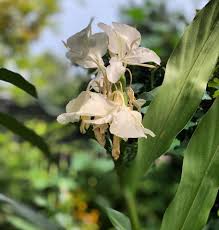 Image result for Hedychium coronarium