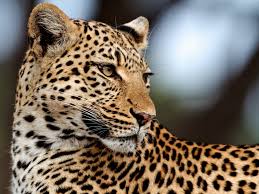 Funny Wildlife Jungle Animals African Wildlife Animals Wild