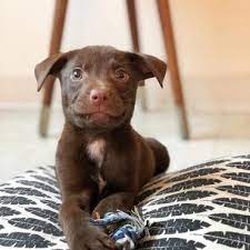 Are chocolate labrador retrievers good family pets? Boxer Lab Mix A Look At What Boxadors Are K9 Web