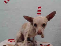 Check spelling or type a new query. Lancaster Animal Care Center 5210 West Avenue I Lancaster Ca 93536 661 940 4191 Animals Cat Adoption Lost Cat