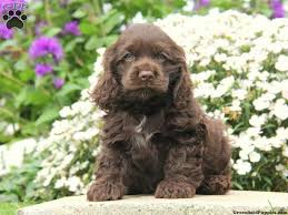 Akc national breed club member. Reminds Me So Much Of My Emma Mike Cocker Spaniel Puppy For Sale In Gordonville Pa Greenf Cocker Spaniel Puppies American Cocker Spaniel Beautiful Dogs
