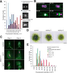 The cell wall material forms a complex and strong area. Kinetochore Protein Depletion Underlies Cytokinesis Failure And Somatic Polyploidization In The Moss Physcomitrella Patens Elife