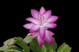 You can use the short pieces of stem that are three segments long and twisted off rather than cut. How To Care For Christmas Cactus Plants Hunker Christmas Cactus Plant Christmas Plants Christmas Cactus
