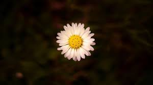 White flower black background wallpaper. 3840x2160px Free Download Netherlands The Hague Black Background Wallpaper Macro Flower Small Flower Yellow Piqsels