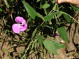 Image result for Vigna vexillata