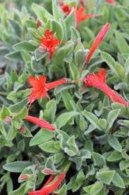 Image result for Epilobium salignum