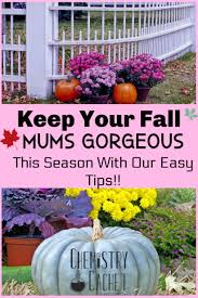 Make sure you put them in a place that gets a minimum of 4 hours of direct sunlight per day—6 for bigger flowers, 4. The Easiest Guide For Potted Mums