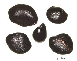 Image result for Triumfetta tomentosa