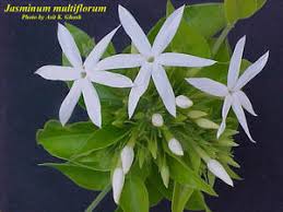 Image result for Jasminum multiflorum