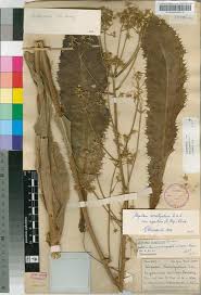 Image result for Alepidea amatymbica
