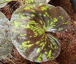 Image result for Nervilia sp.no.4