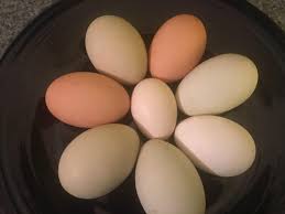 Therefore, those chickens which lay eggs after mating with the rooster (cock), produce fertilised eggs which will be hatched by the chicken and produce chicks. Fertilized Vs Unfertilized Eggs The Cape Coop